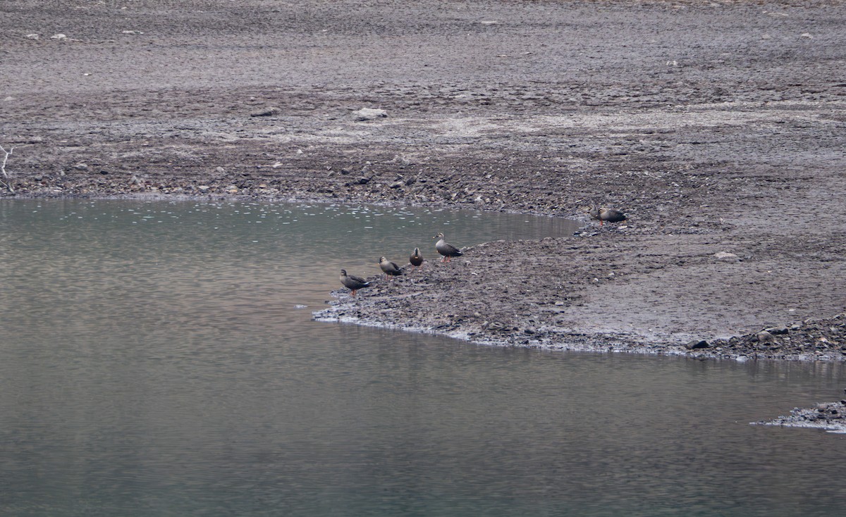 花嘴鴨 - ML647022311