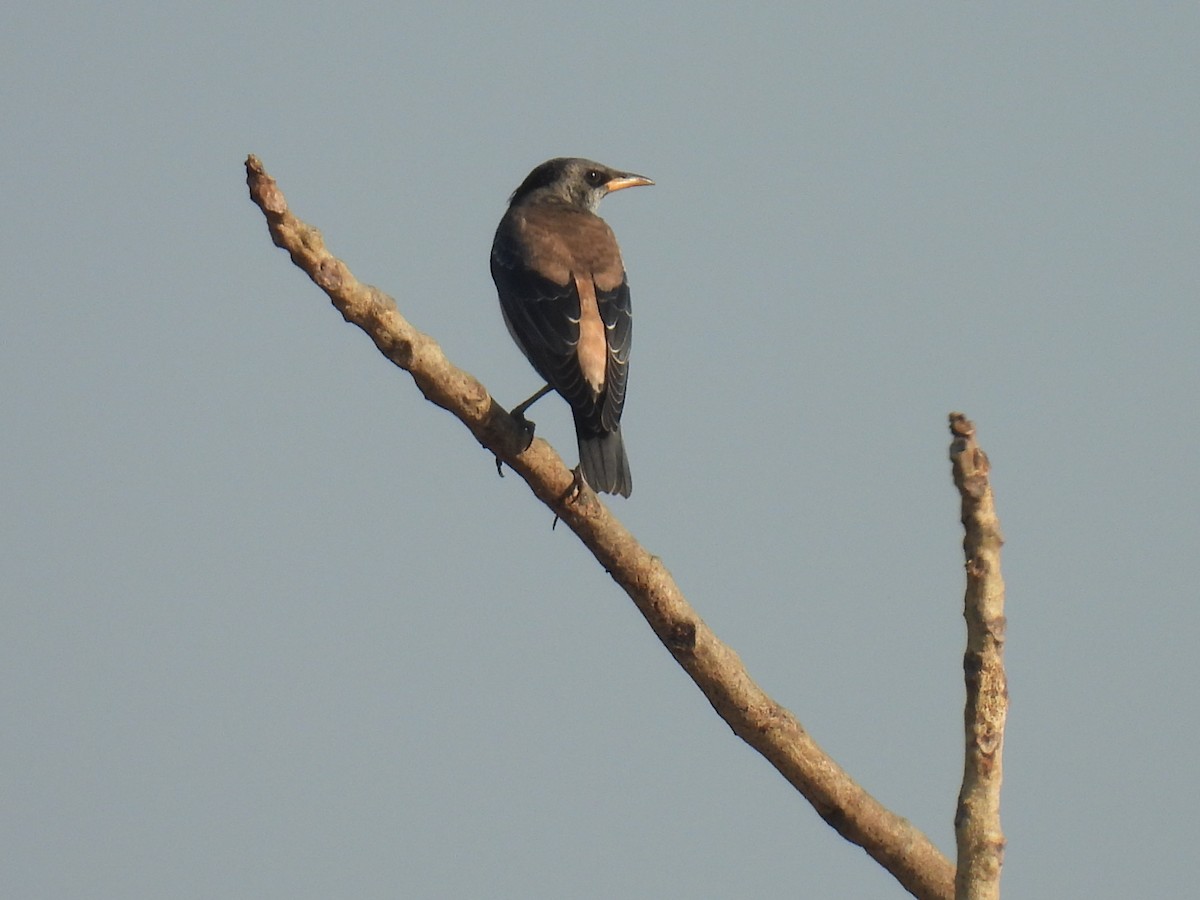 Rosy Starling - ML647022321