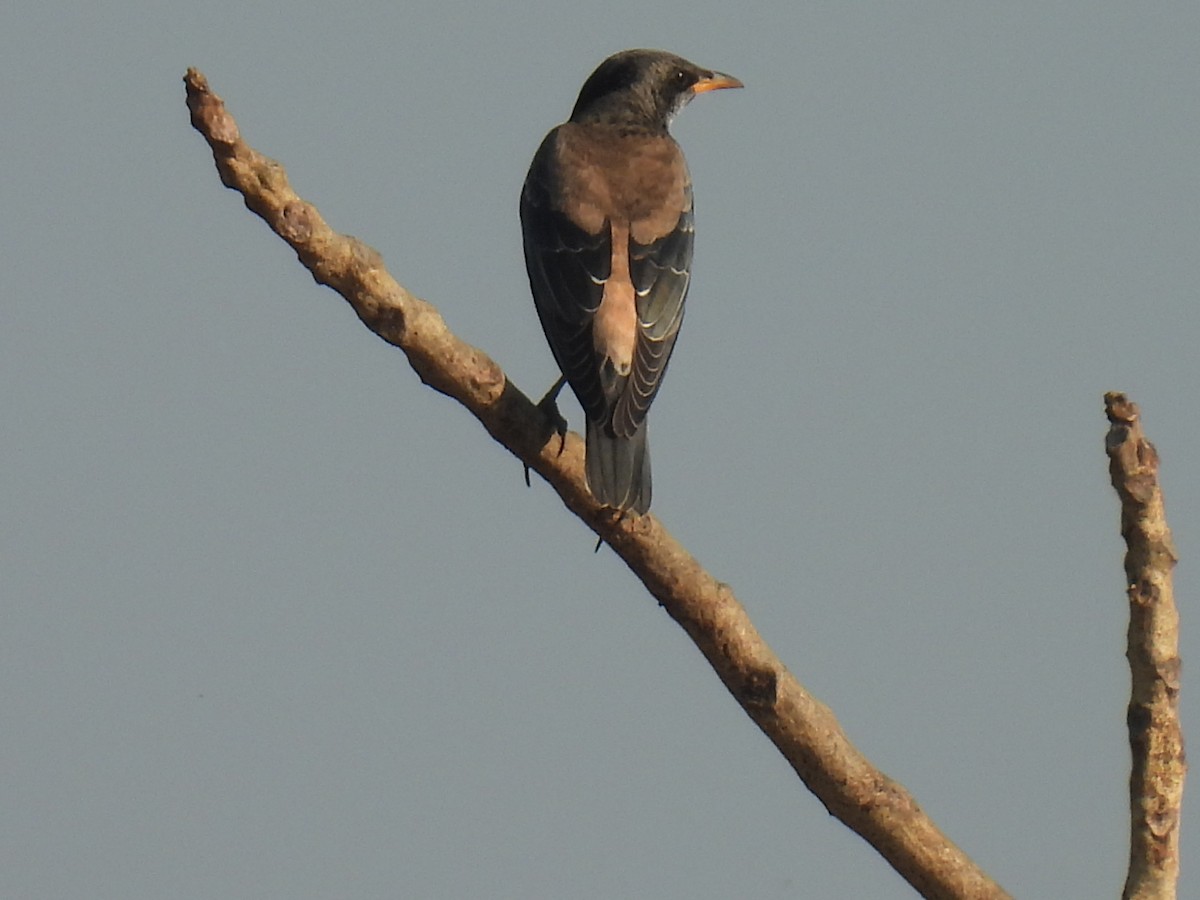 Rosy Starling - ML647022328