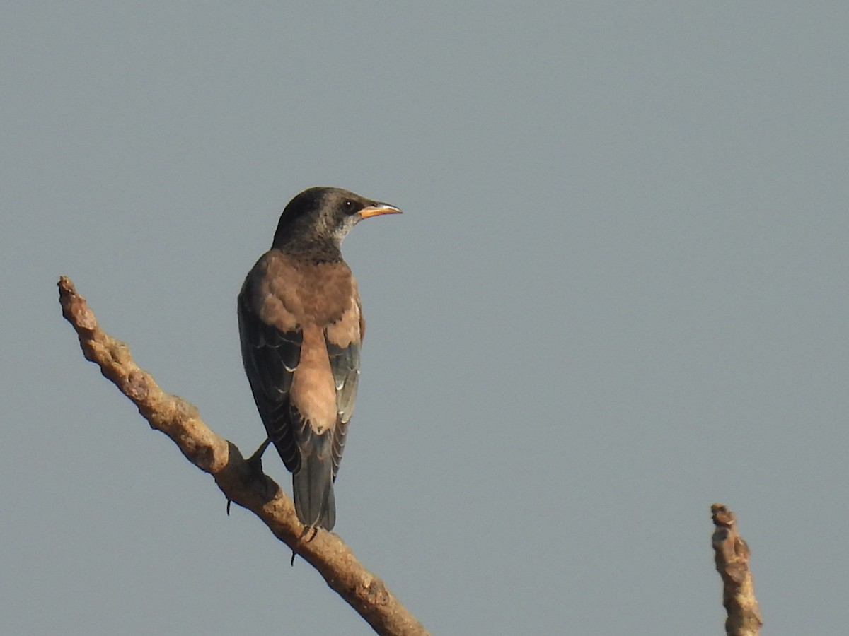 Rosy Starling - ML647022333