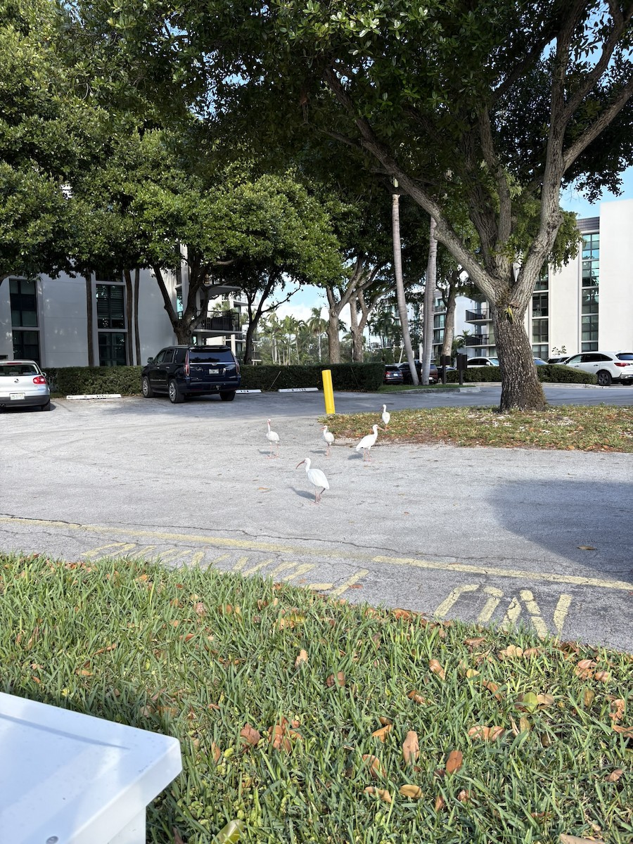 White Ibis - ML647022334