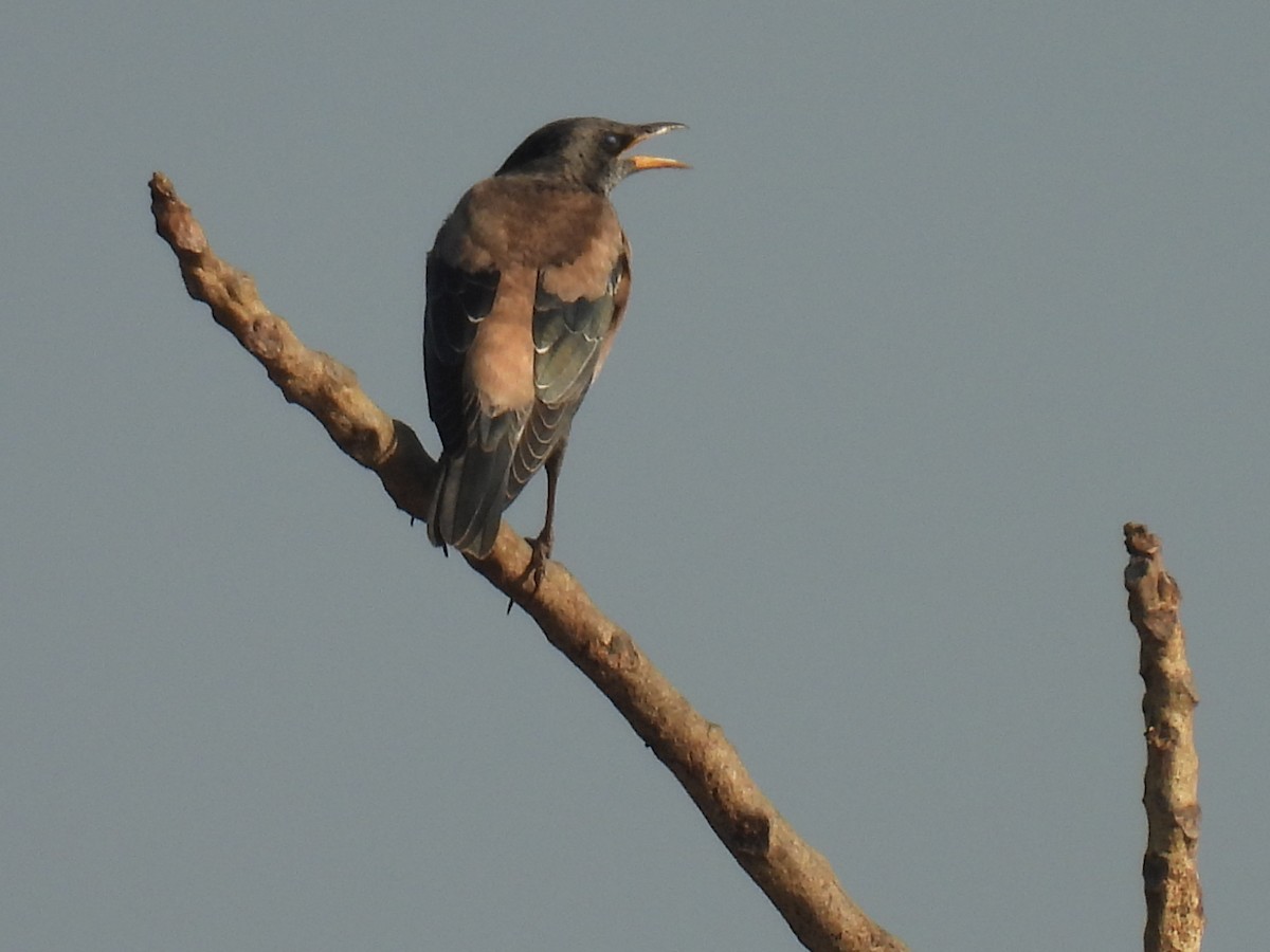 Rosy Starling - ML647022336