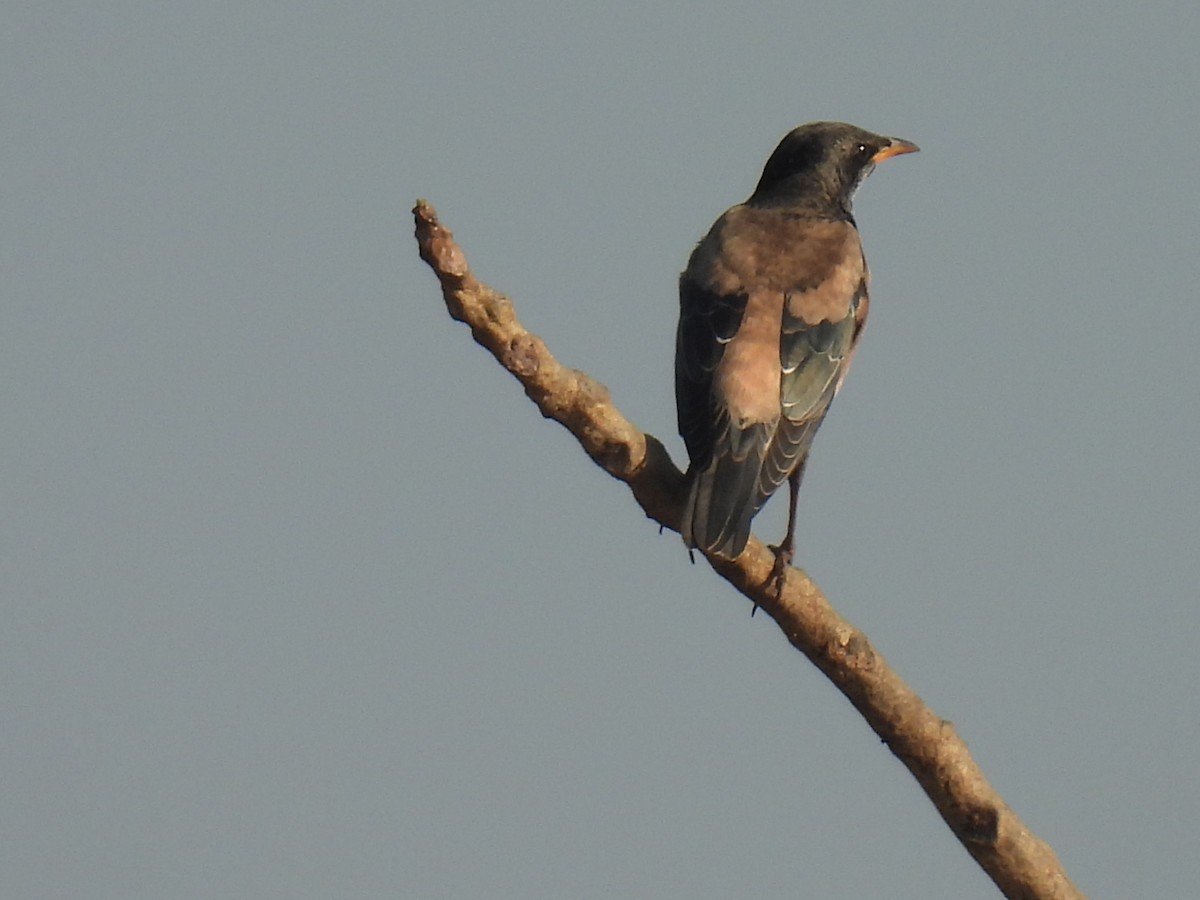 Rosy Starling - ML647022337