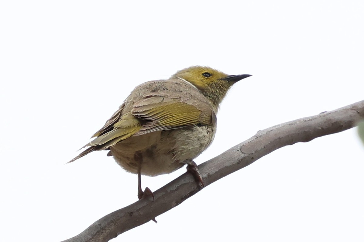 hvitsmykkehonningeter - ML647022343