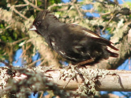 カタジロクロシトド - ML647022356