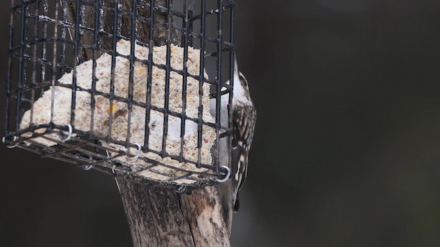Brown Creeper - ML647022369