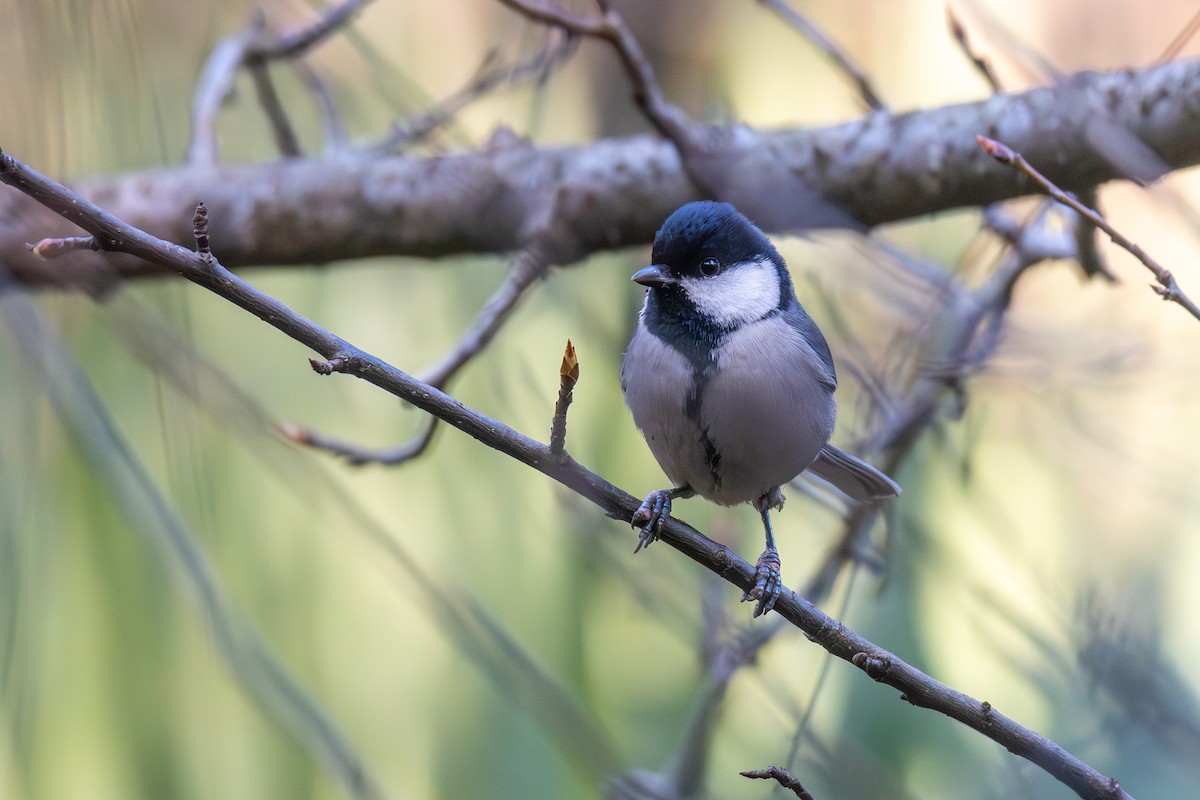 Akça Büyük Baştankara [cinereus grubu] - ML647022378