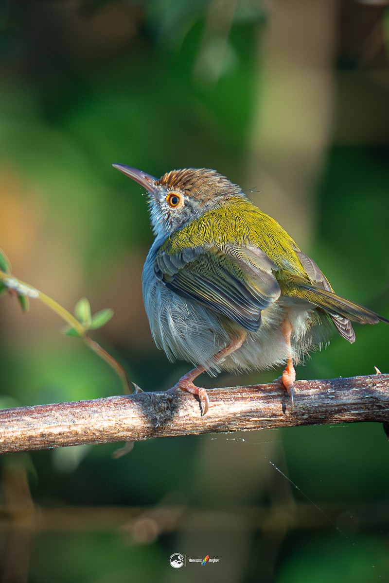 Common Tailorbird - ML647022389