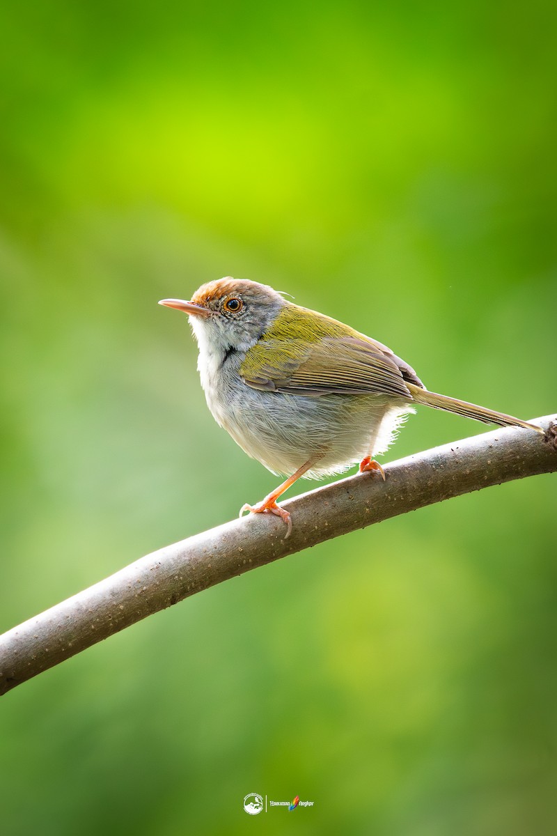 langstjertskredderfugl - ML647022390