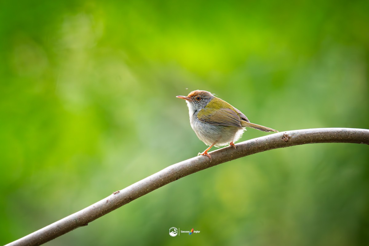 Common Tailorbird - ML647022391