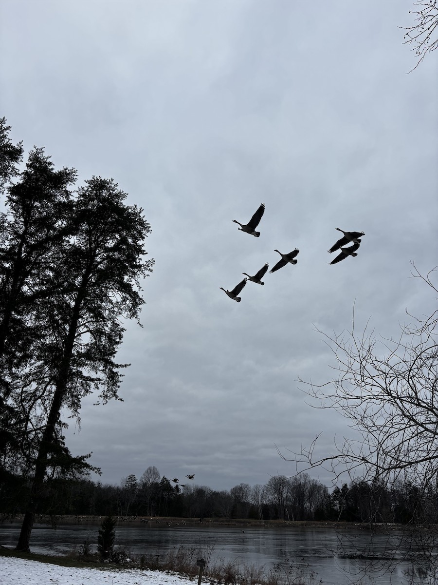 Barnacla Canadiense Grande - ML647022392