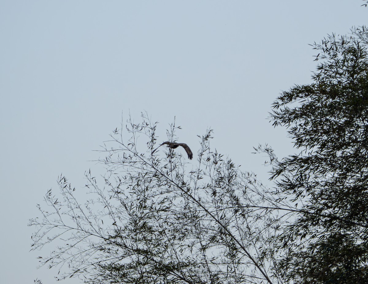 Buteo sp. - ML647022393