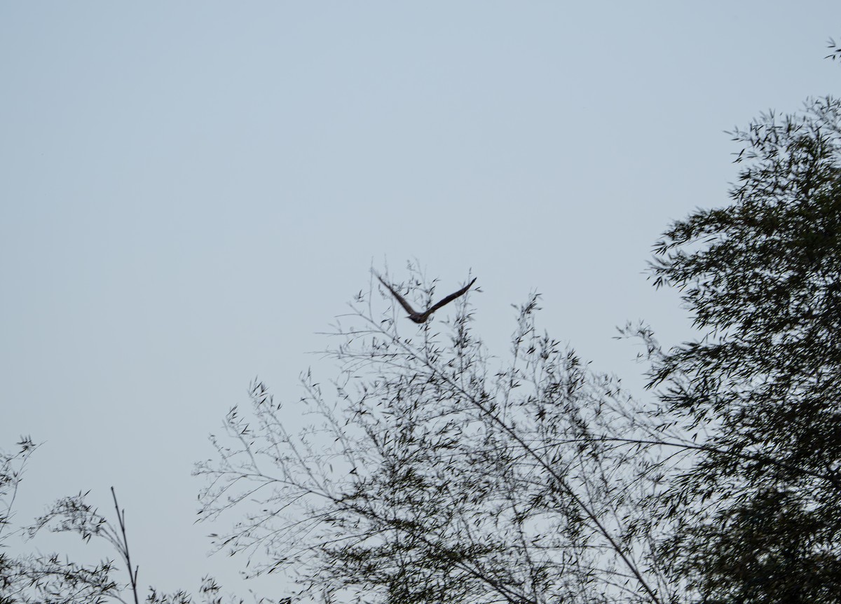 Buteo sp. - ML647022394