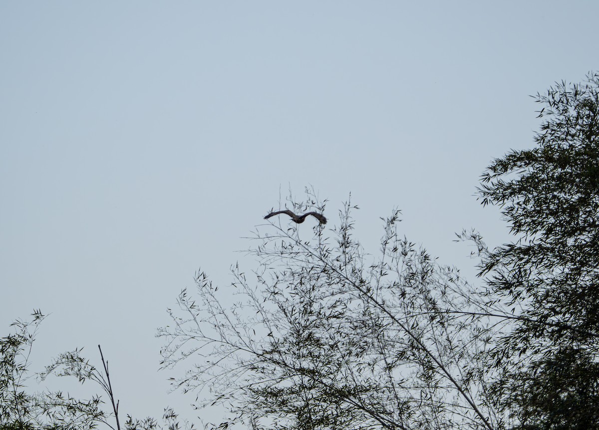 Buteo sp. - ML647022395