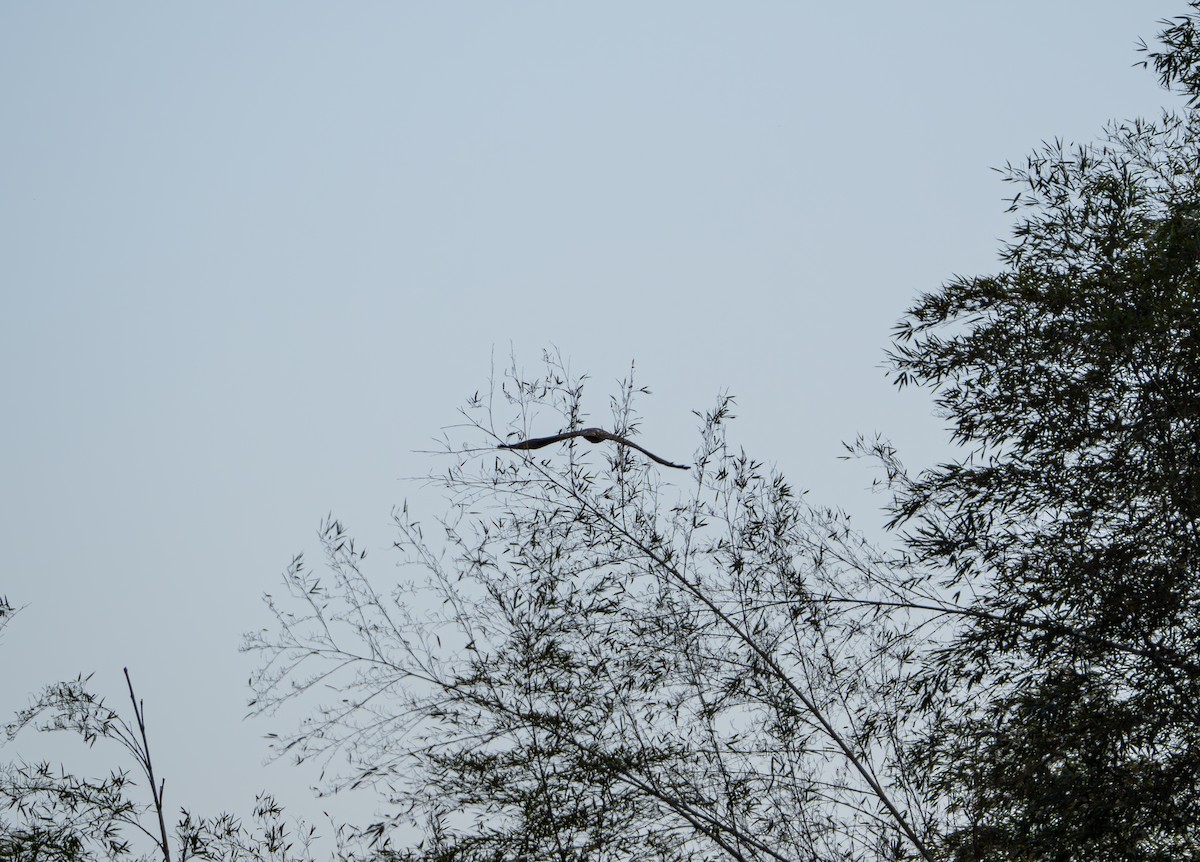 Buteo sp. - ML647022396