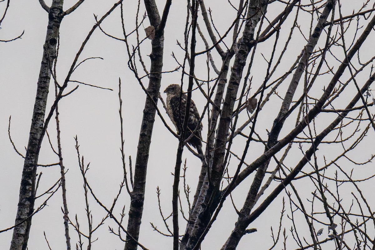 Eurasian Goshawk - ML647022401