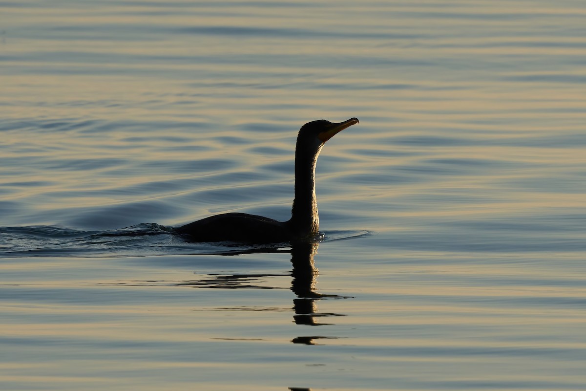 Ушастый баклан - ML647022404