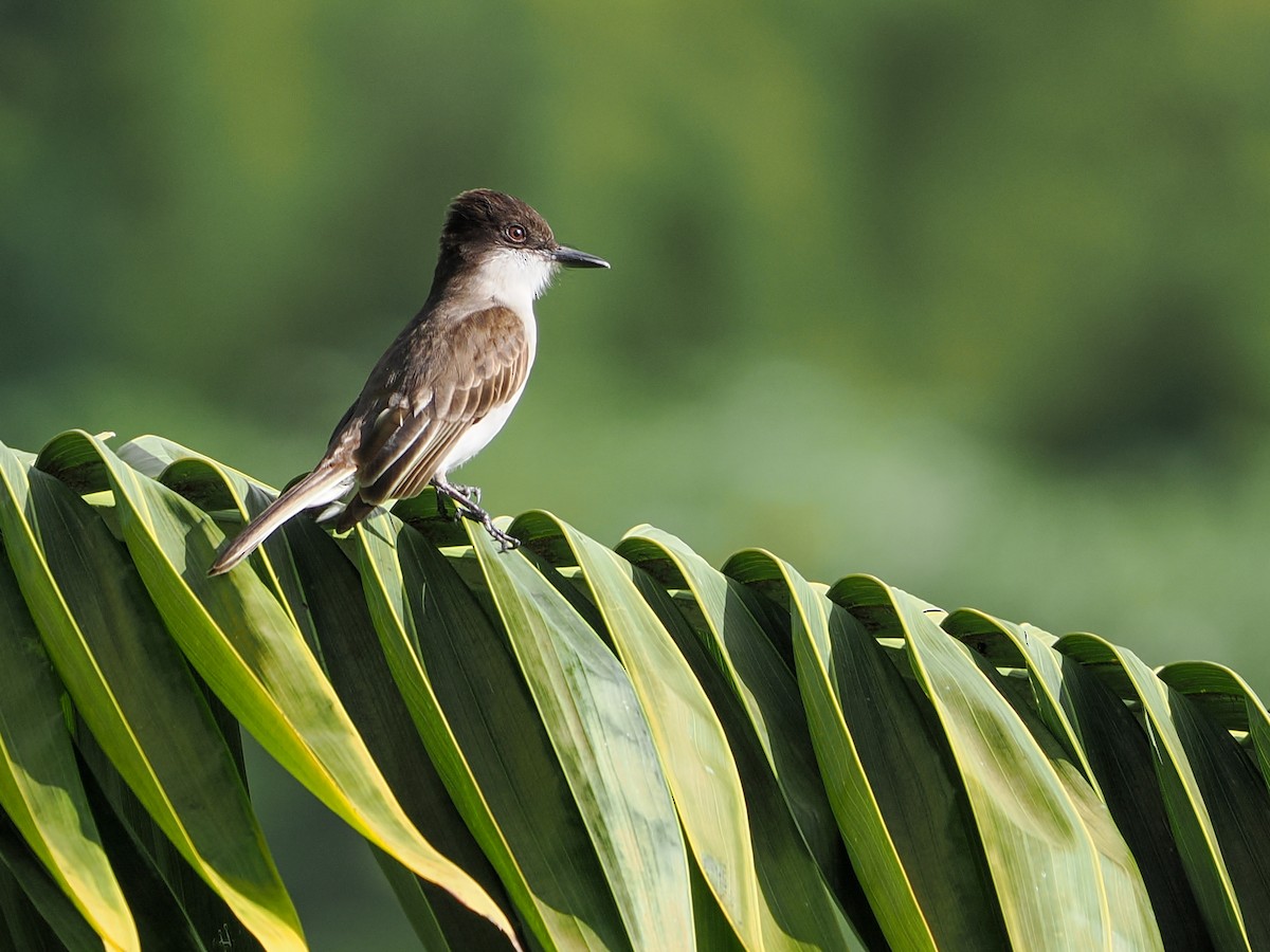 Loggerhead Kingbird - ML647022406