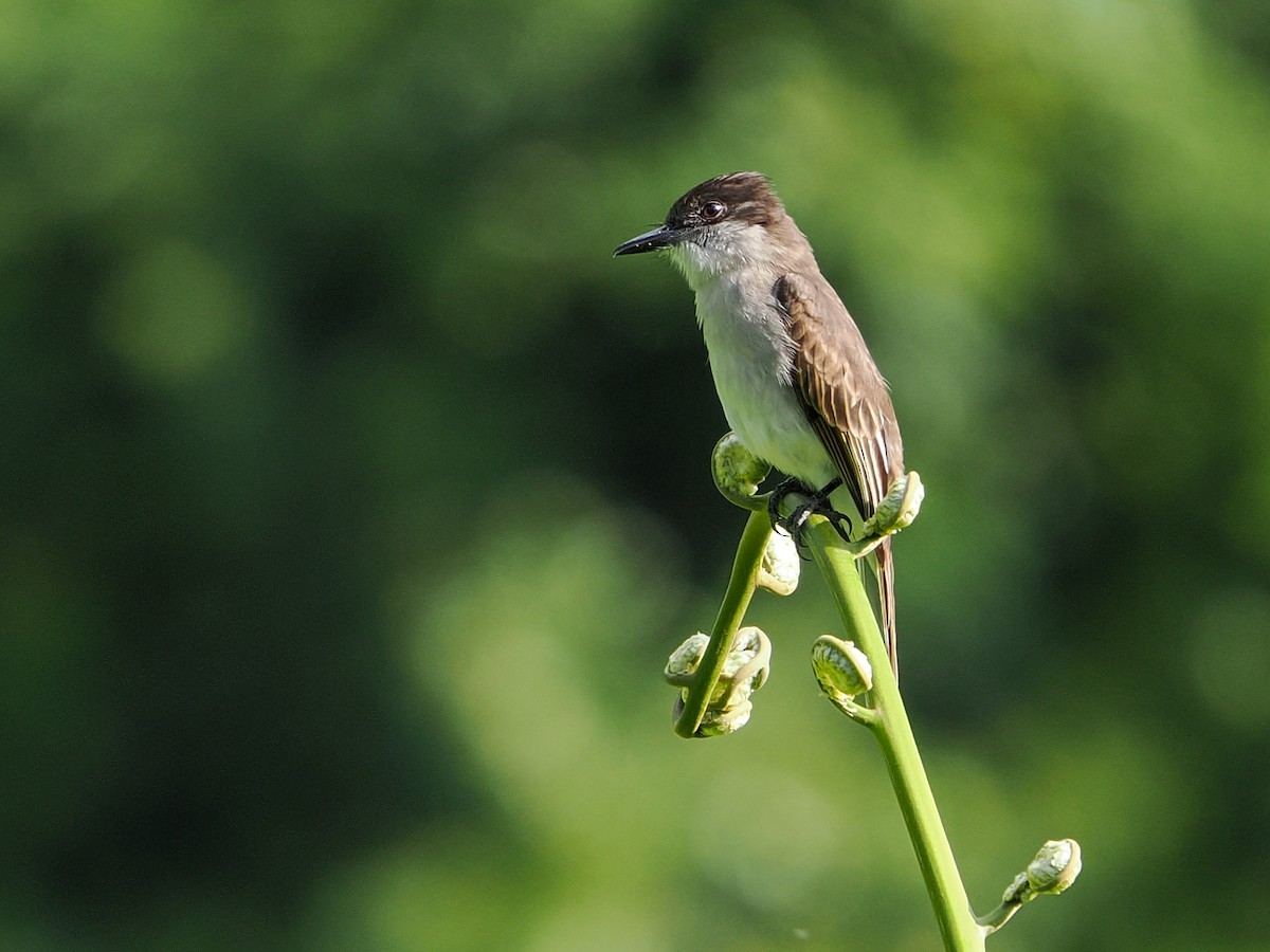 Loggerhead Kingbird - ML647022407
