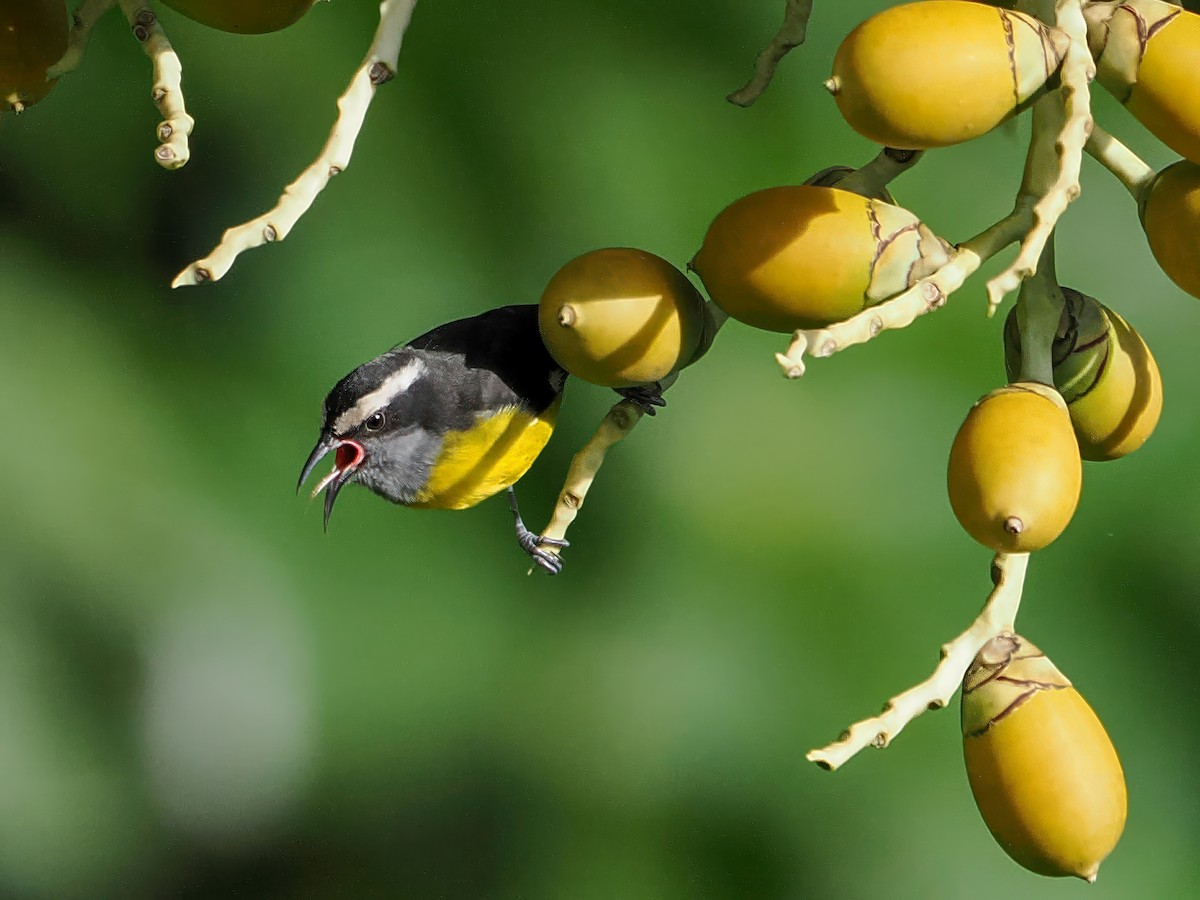 Sucrier à ventre jaune - ML647022412