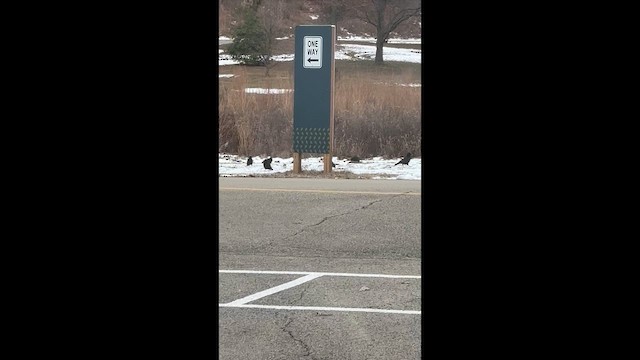 amerikakråke - ML647022417