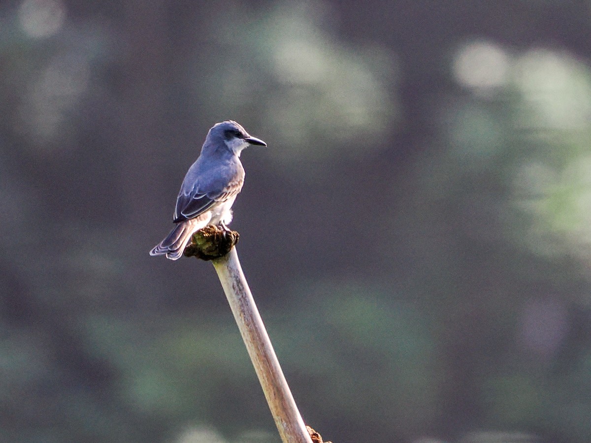 Gray Kingbird - ML647022418