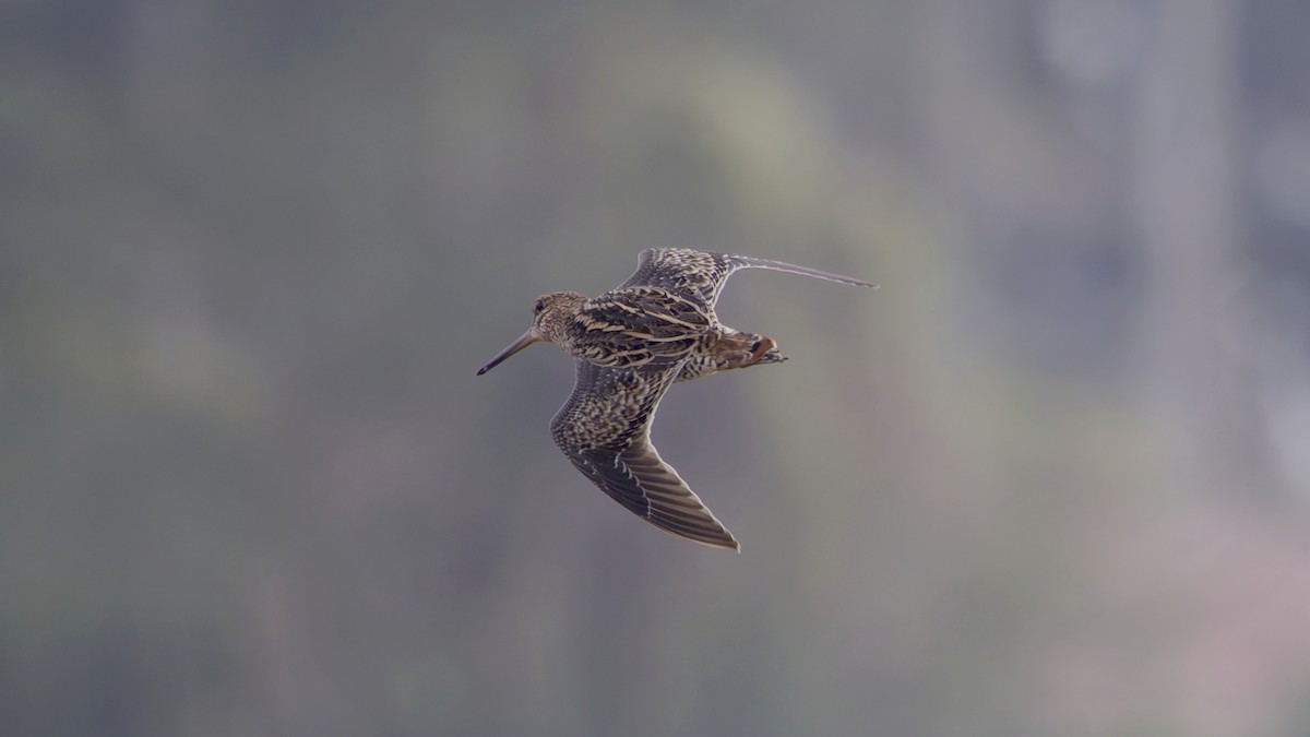 sibirbekkasin - ML647022421