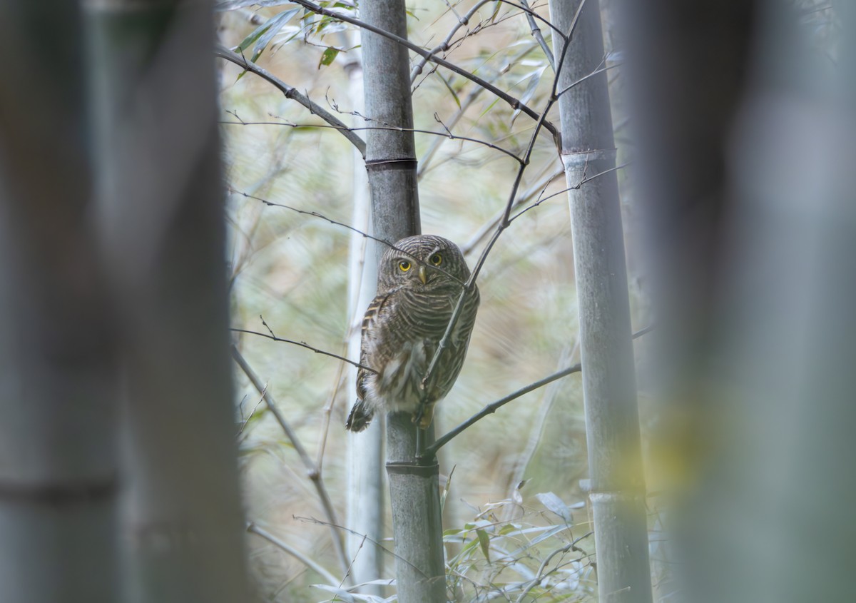 orientgjøkugle - ML647022422