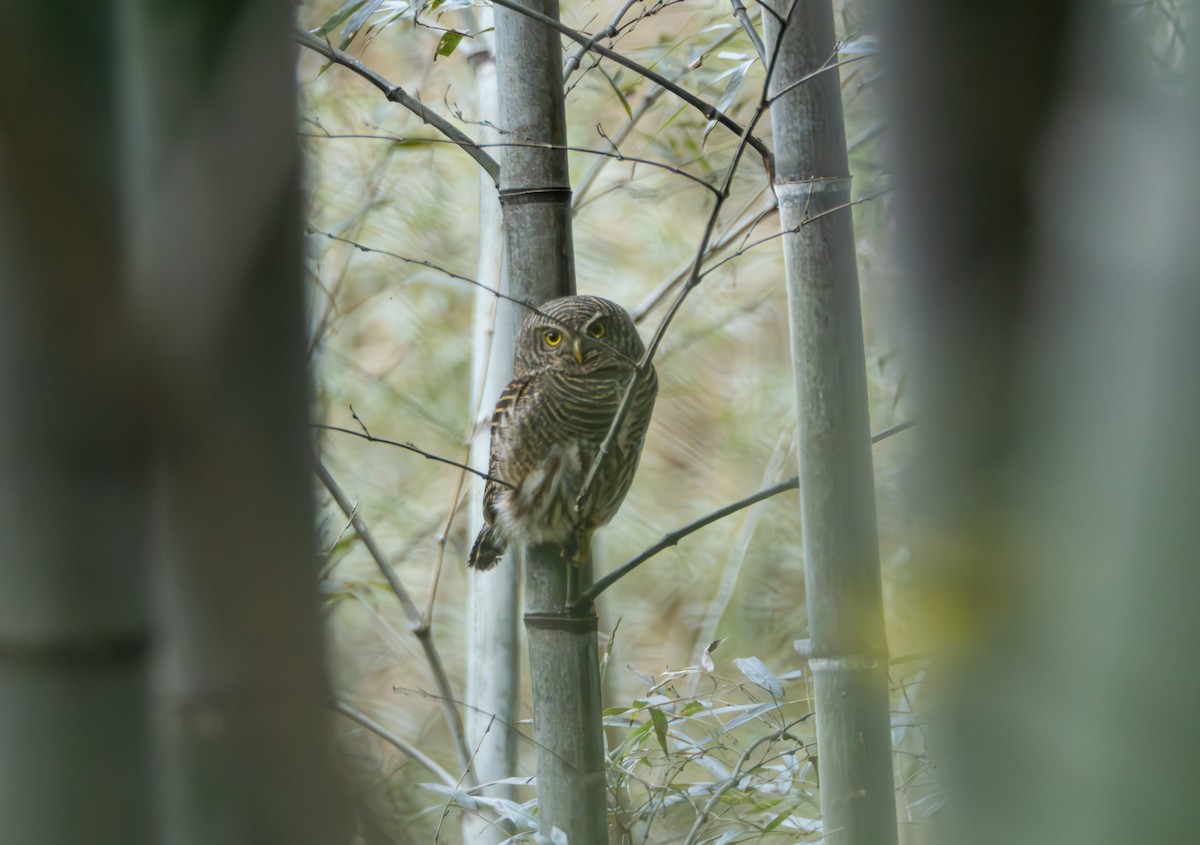 orientgjøkugle - ML647022423