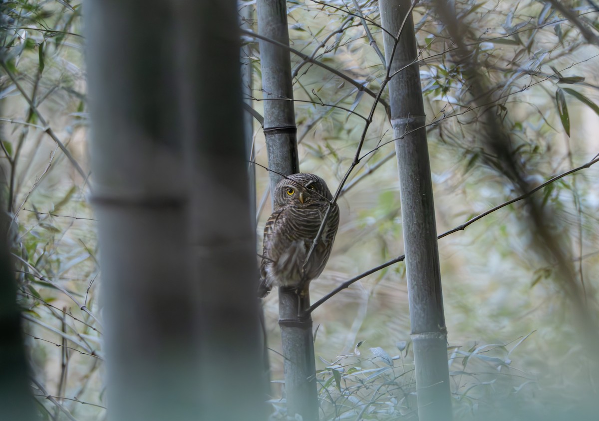 Asian Barred Owlet - ML647022424