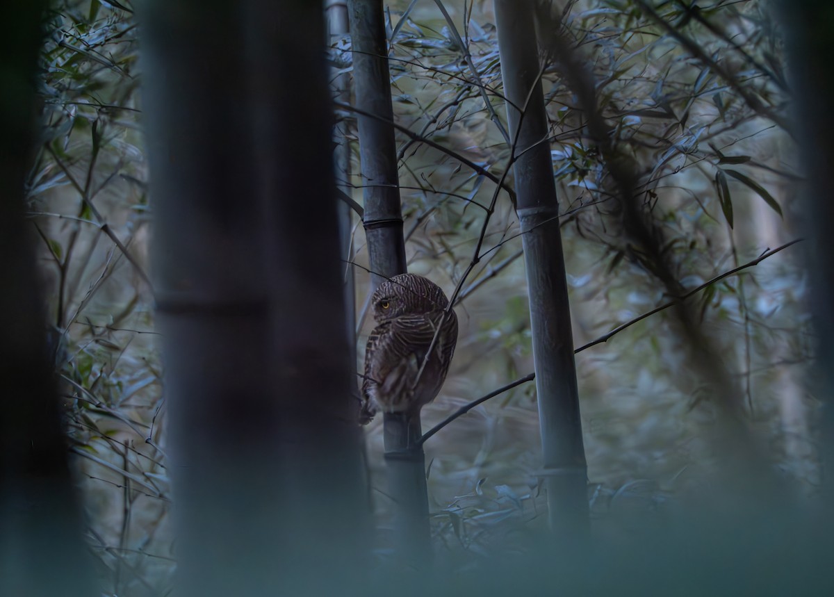 Asian Barred Owlet - ML647022425