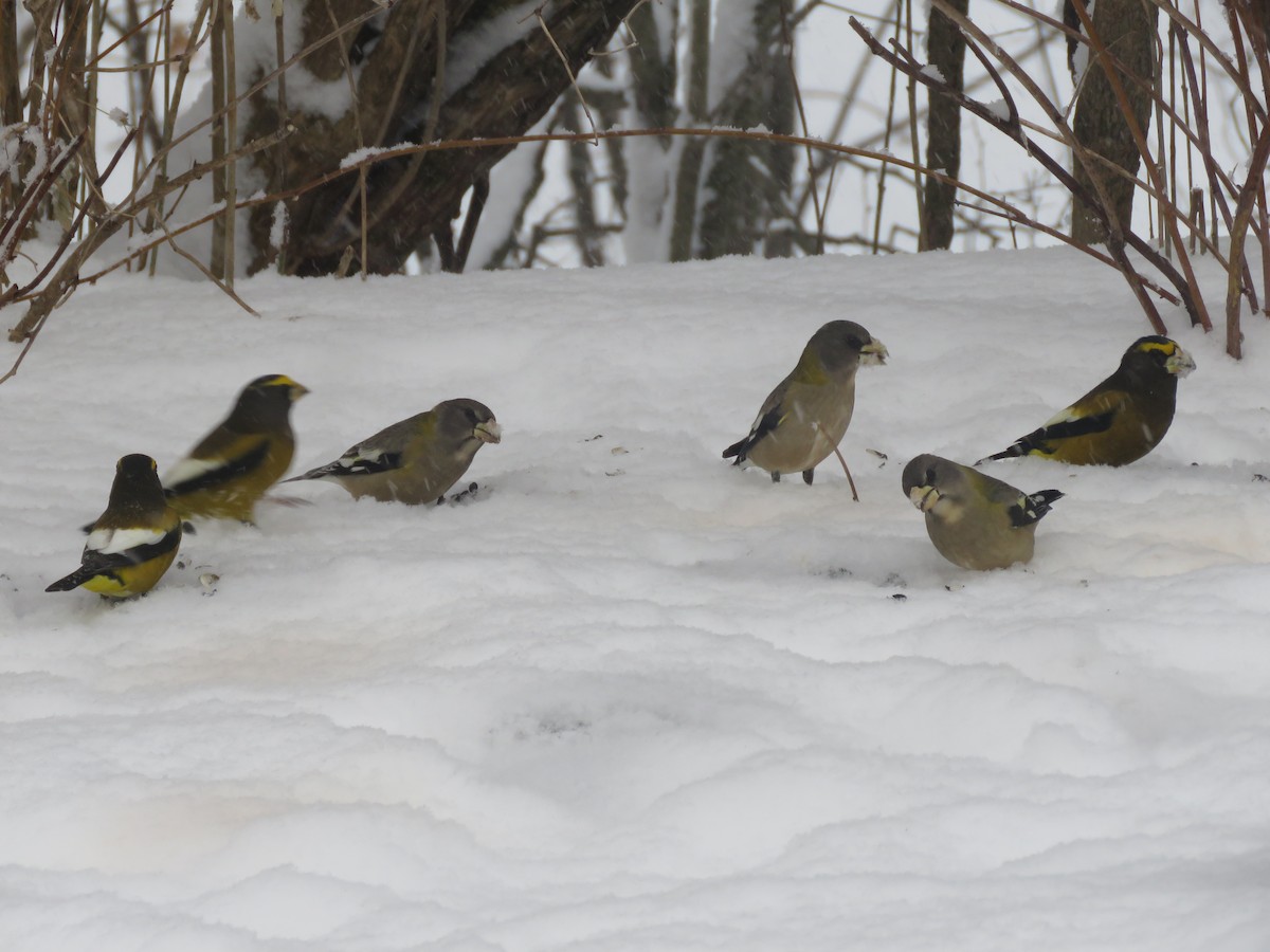 キビタイシメ - ML647022427