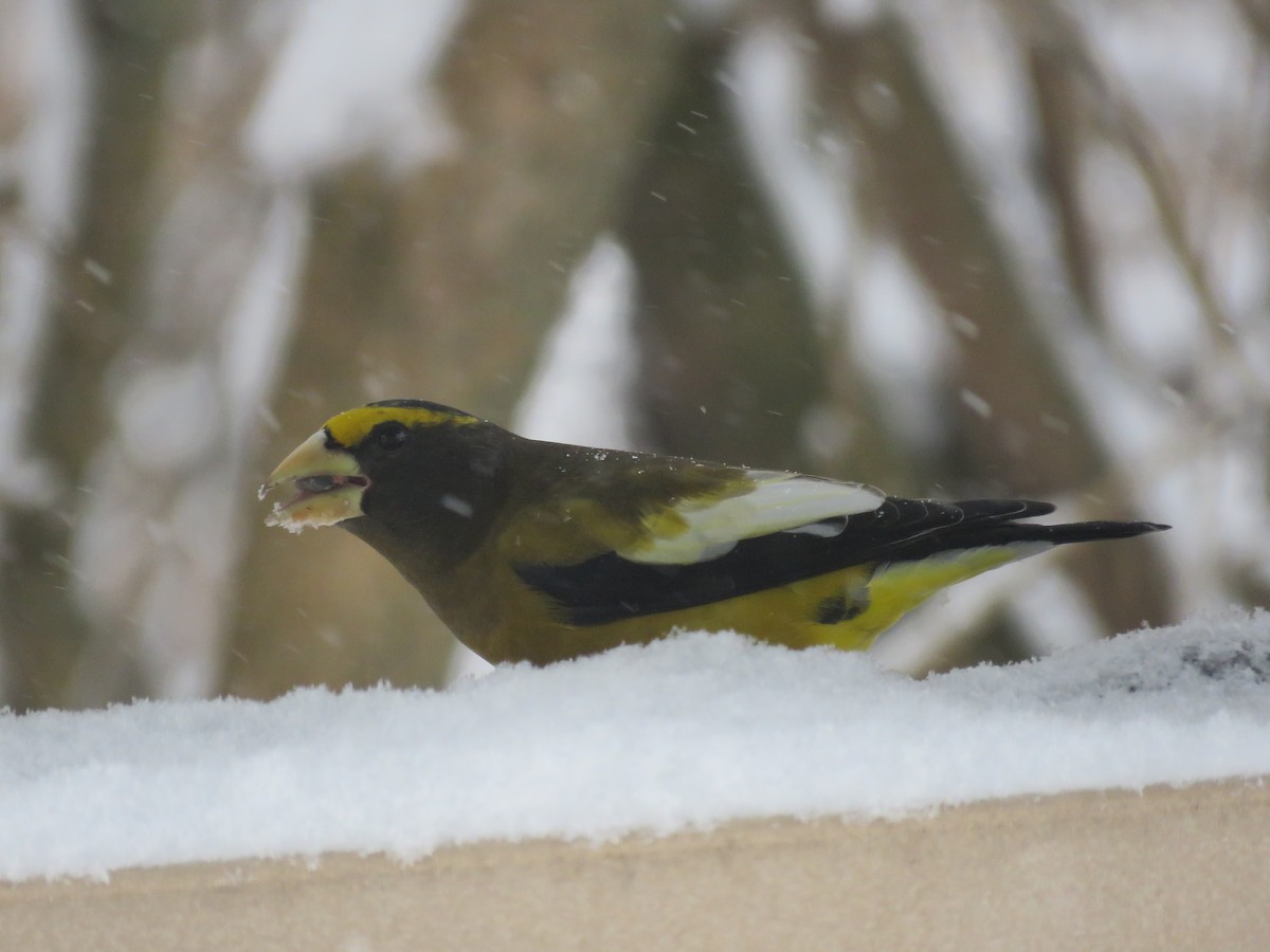 キビタイシメ - ML647022428