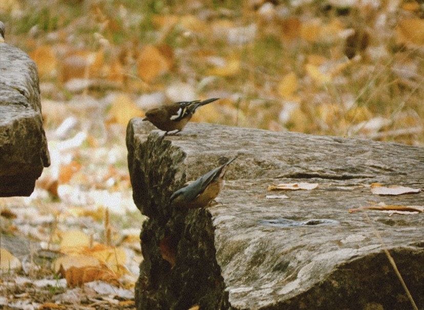 Garrapo eurasiarra - ML647022429