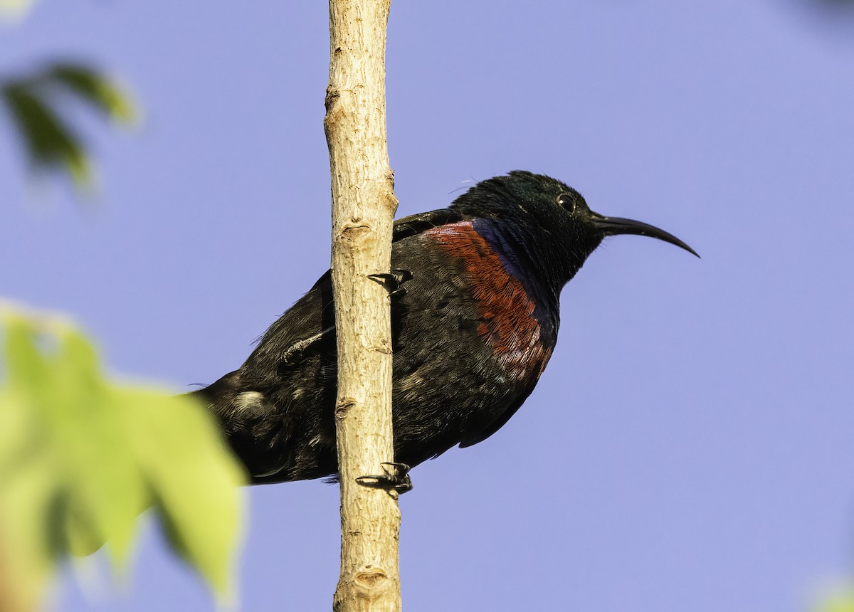 akasiesolfugl - ML647022430