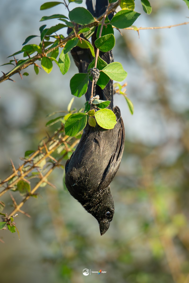 bronseskjære - ML647022431