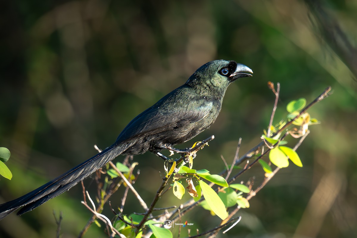 bronseskjære - ML647022432