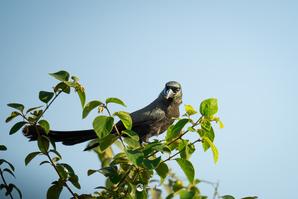 bronseskjære - ML647022433