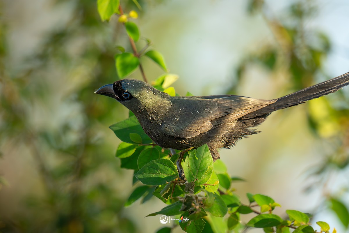 クロラケットオナガ - ML647022434