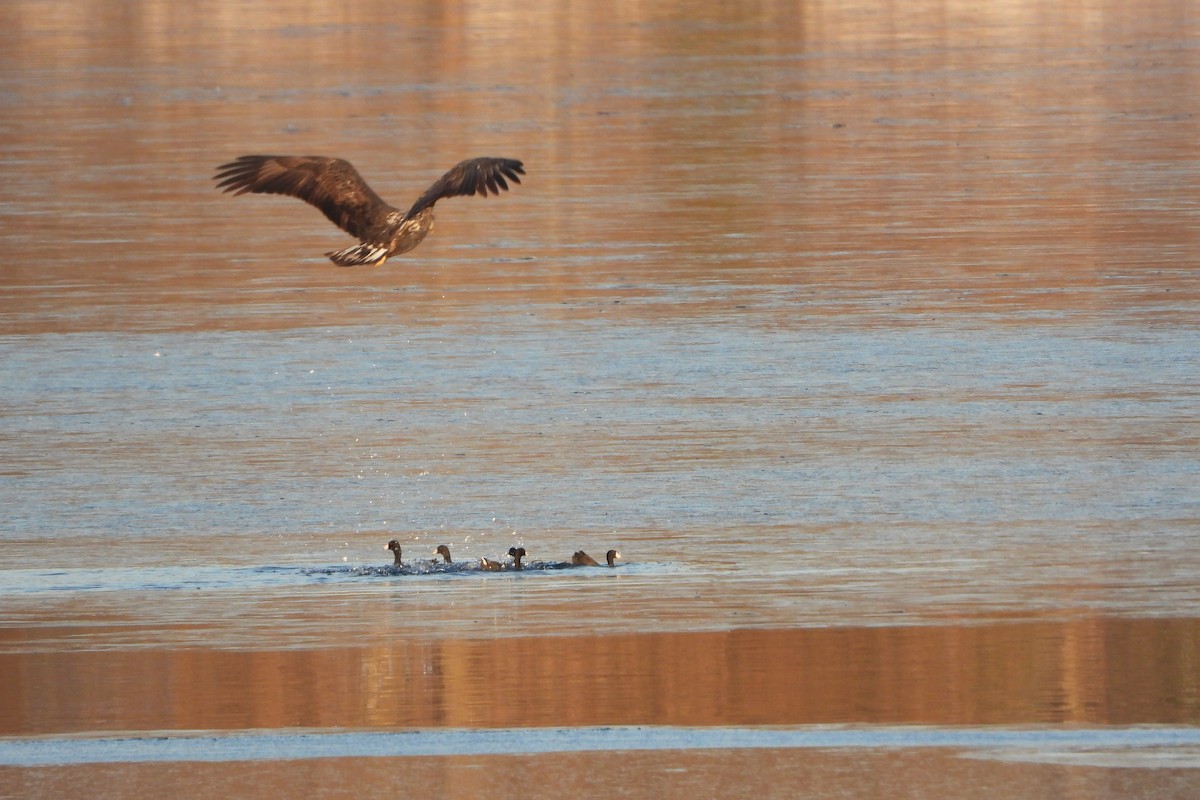 amerikasothøne - ML647022436