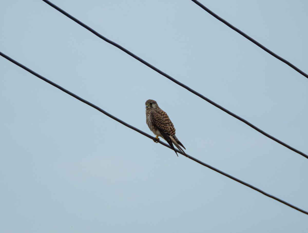 tårnfalk - ML647022438