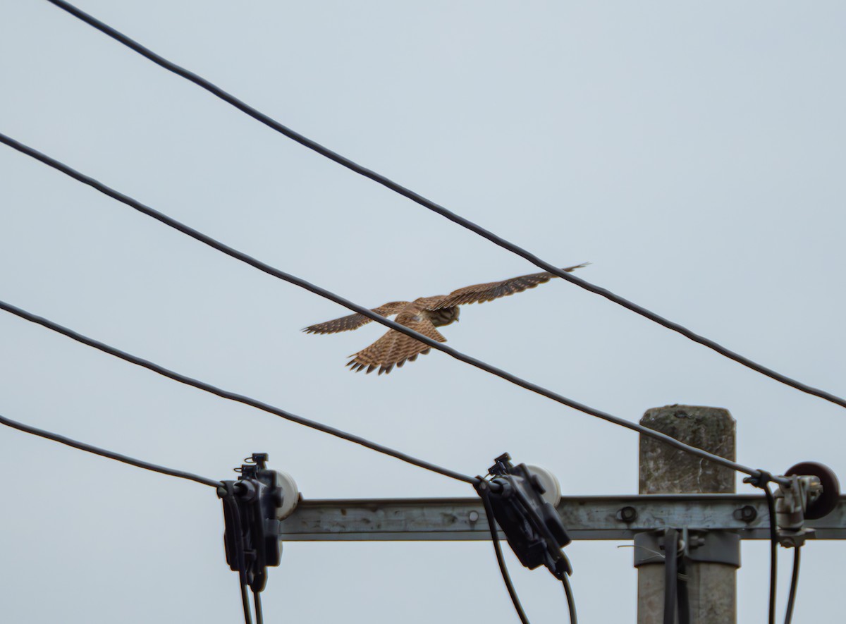 tårnfalk - ML647022439