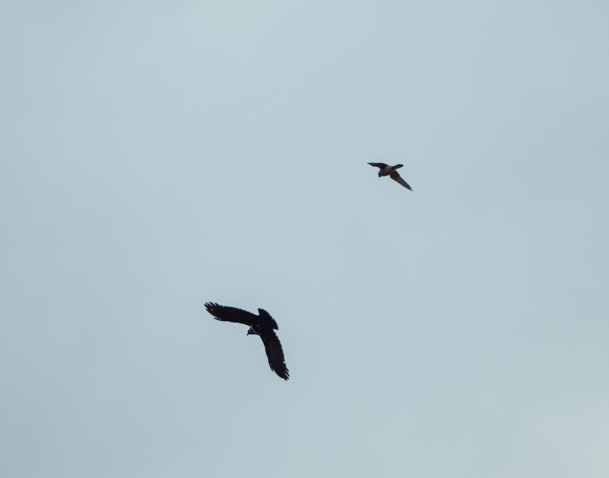 tårnfalk - ML647022441