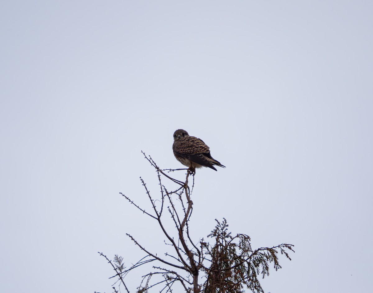 tårnfalk - ML647022442