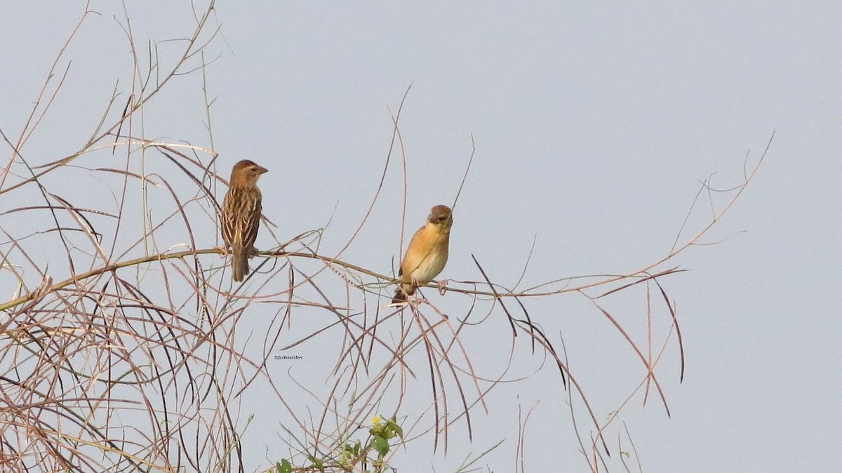 bayavever - ML647022443