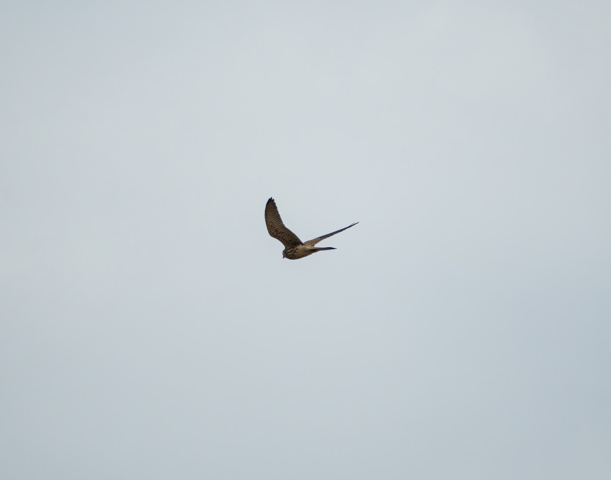 Eurasian Kestrel - ML647022444