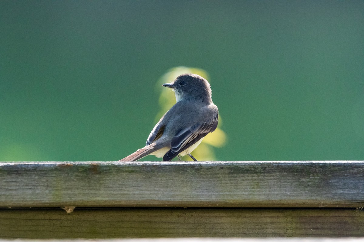 gråfibi - ML647022445