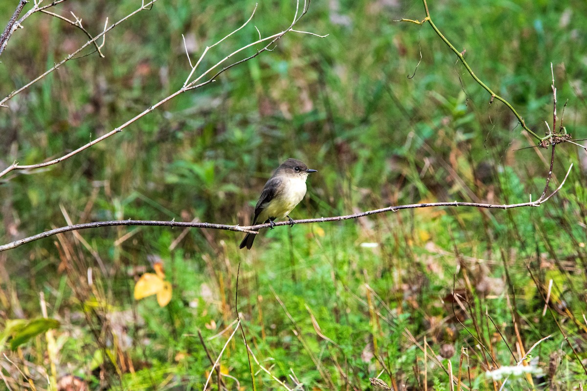 gråfibi - ML647022446