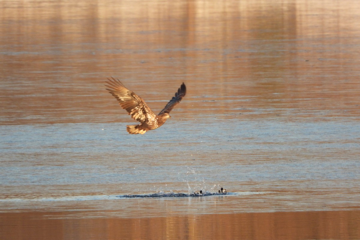 amerikasothøne - ML647022447