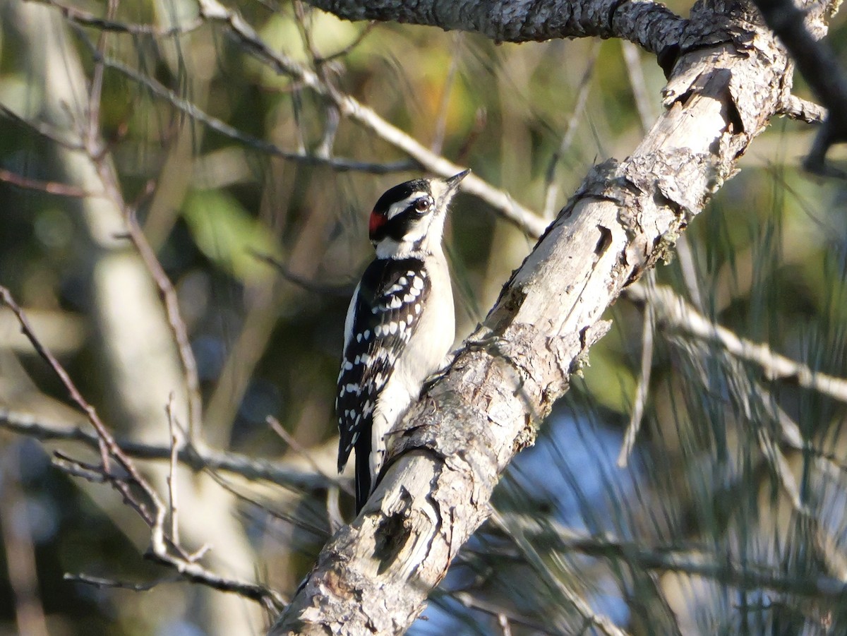 dunspett (pubescens/medianus) - ML647022448